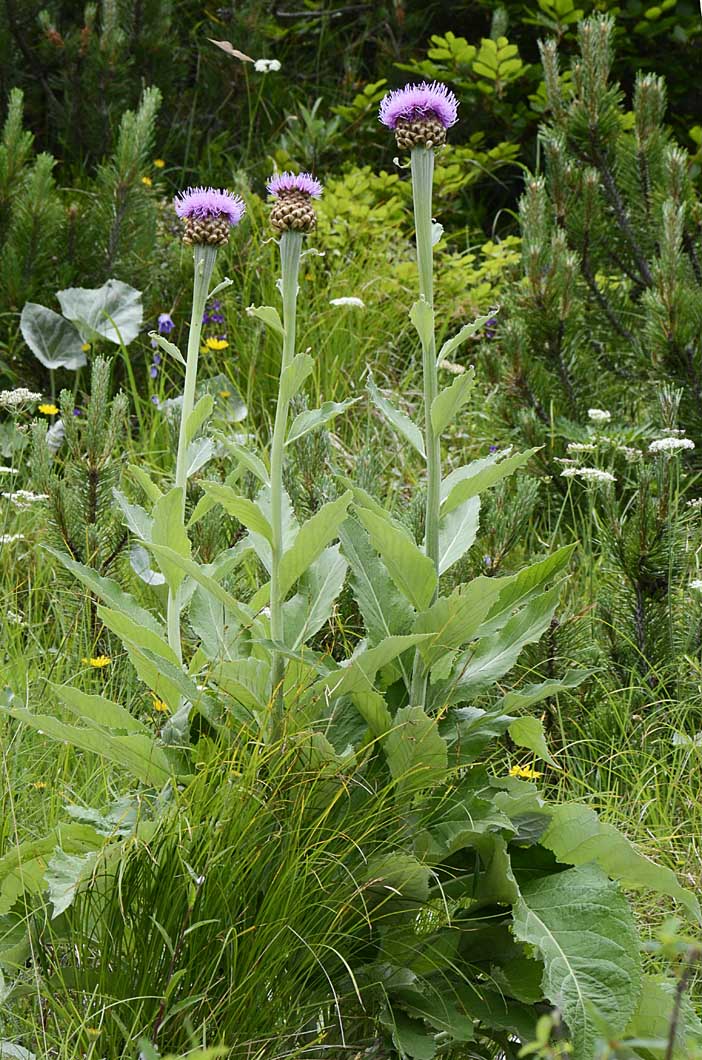 Rhaponticum hemeralpion  / Fiordaliso delle Alpi orientali